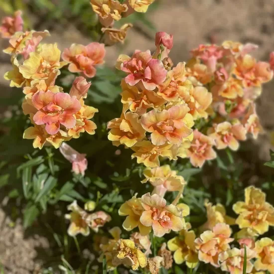Lauvmutīte 'Twinny Peach' F1 (Antirrhinum majus) 20 sēklas