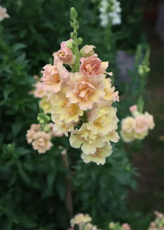 Lauvmutīte ‘Snapstar Champagne’ F1 (Antirrhinum majus) 20 sēklas