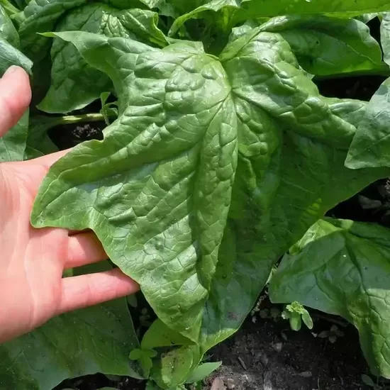 Spinach 'Amsterdams Reuzenblad' (Spinacia oleracea) 5g