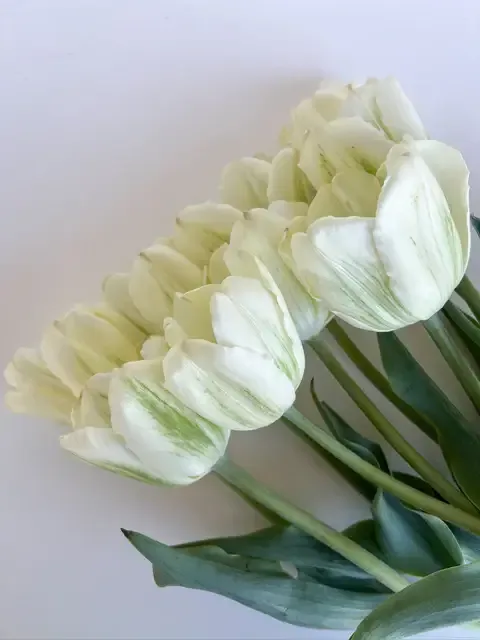 Tulip ‘Green Spirit’ 5 bulbs