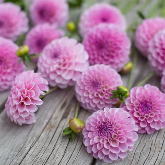 Dālija 'Stolze von Berlin' 1 gums