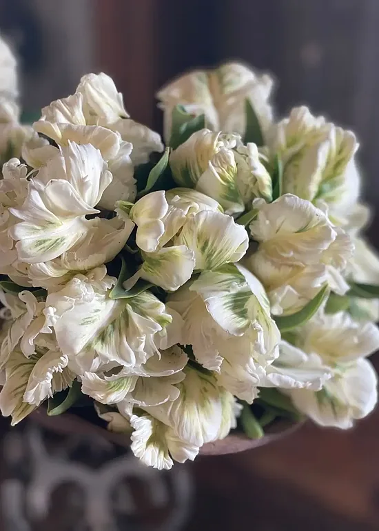 Tulpe ‘Super Parrot’ 5 sīpoli
