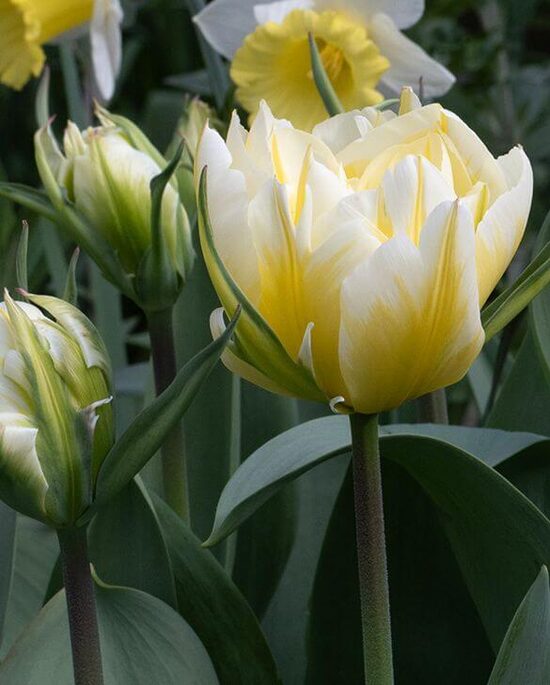 Tulpe ‘Sweet Valley’ 5 sīpoli