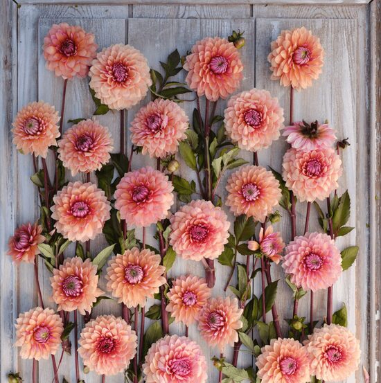 Dālija 'Sweet Sanne' 1 gums