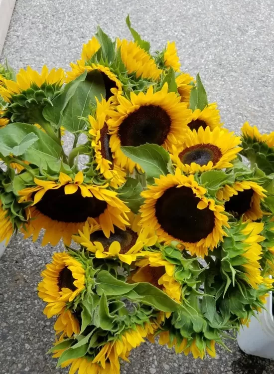 Sunflower 'Taiyo' (Helianthus annuus) 1g