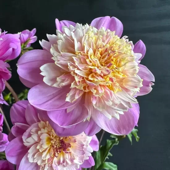 Dālija 'Take off' 1 gums