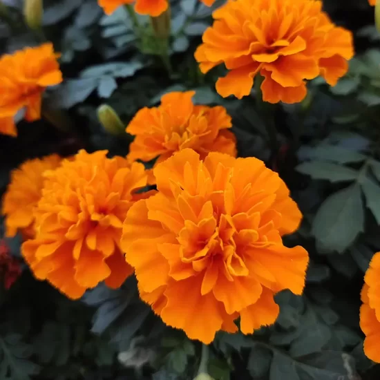 Zemā samtene 'Tangerine' (Tagetes patula) 0,2g