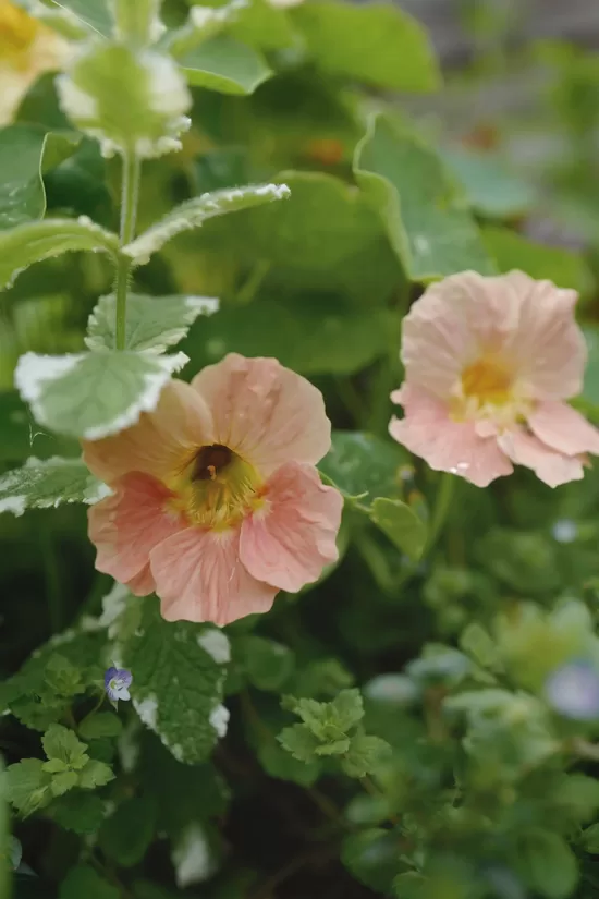 Garden nasturtium ‘Tip Top Pink Blush’ (Tropaelium majus) 2g