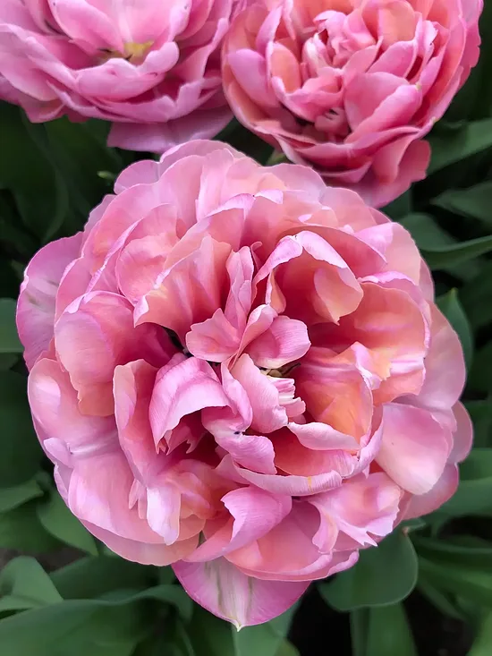 Tulpe 'Amazing Grace' 5 sīpoli