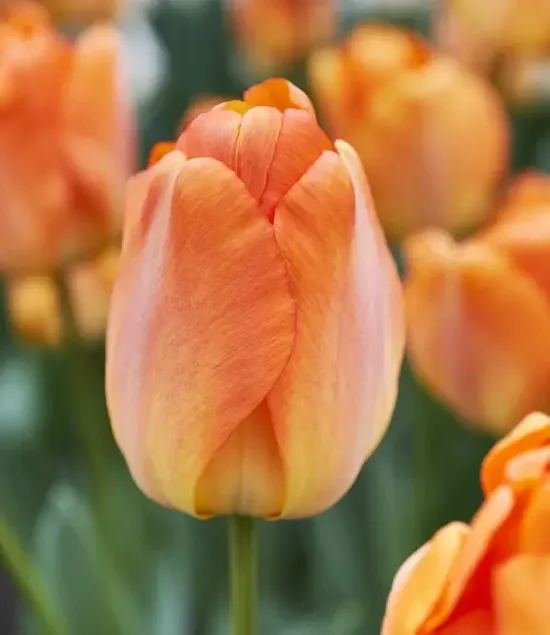 Tulpe 'Daydream' 5 sīpoli
