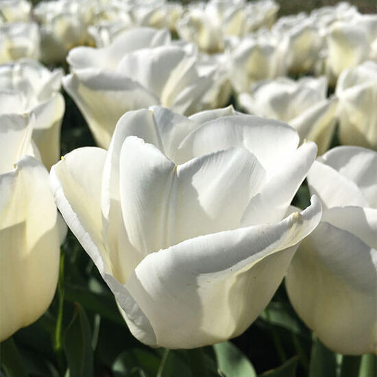 Tulpe ‘Royal Virgin' 5 sīpoli