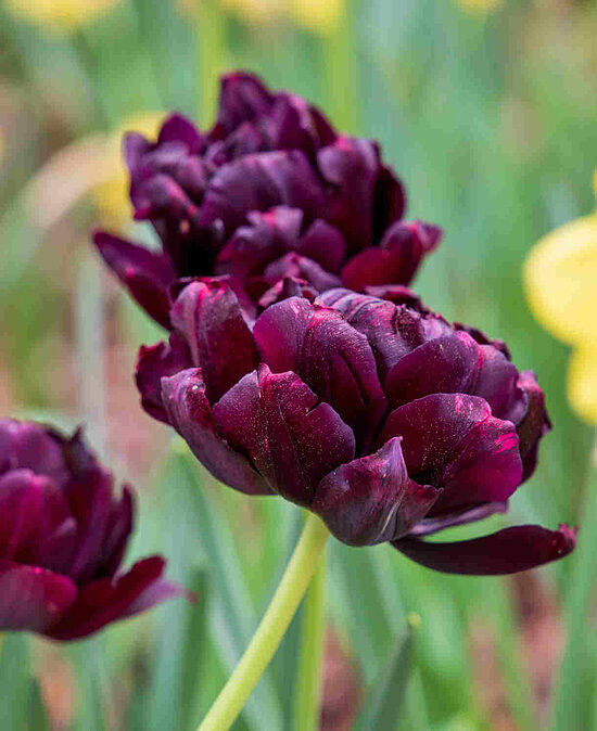 Tulip 'Black Hero' 5 bulbs