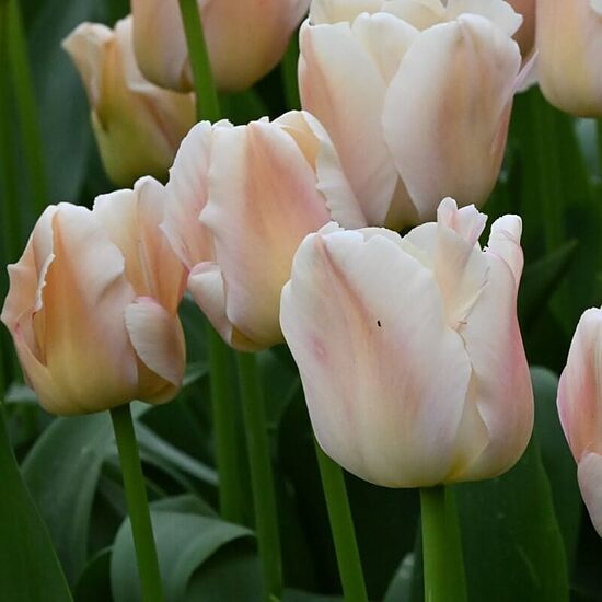 Tulpe ‘Apricot Pride’ 5 sīpoli