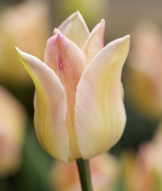 Tulpe 'Elegant lady' 5 sīpoli