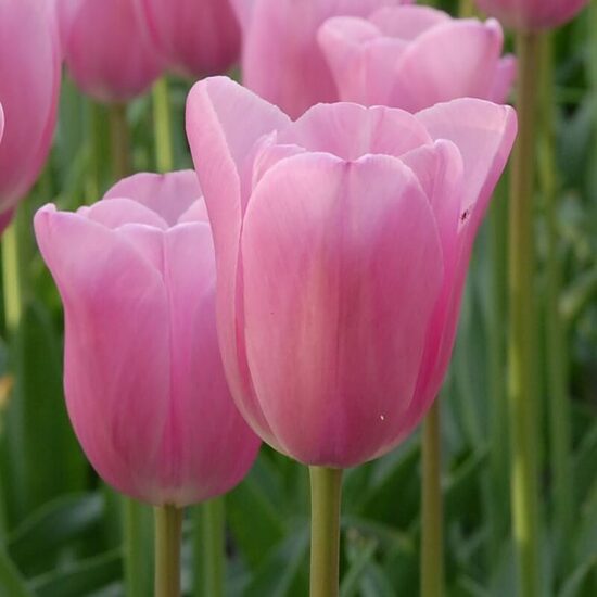 Tulpe ‘Mistress' 5 sīpoli
