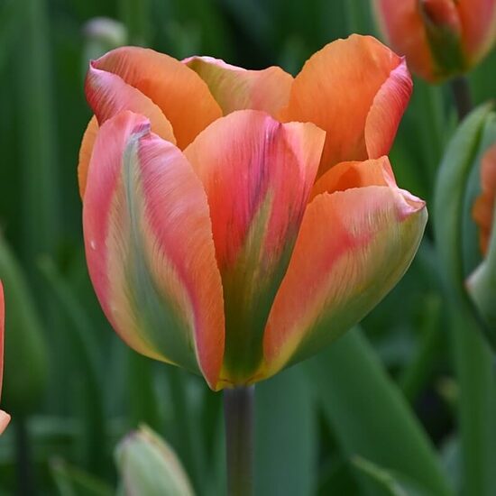 Tulpe ‘Orange Marmalade’ 5 sīpoli