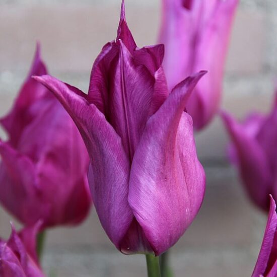 Tulpe 'Purple Dream'