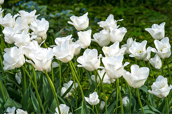 Tulpe ‘Royal Virgin' 5 sīpoli