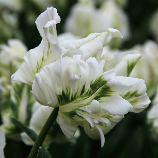 Tulpe ‘Super Parrot’ 5 sīpoli