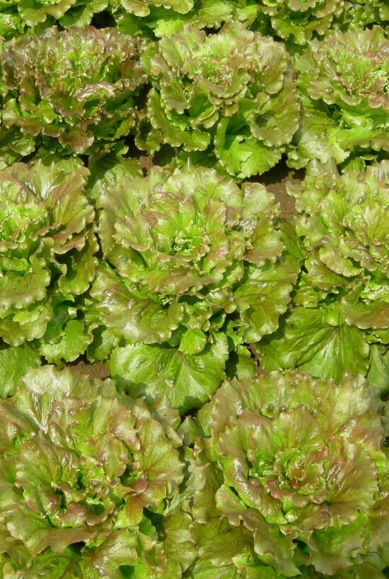 Dārza salāti 'Maravilla de Verano' (Lactuca sativa) 0,5g