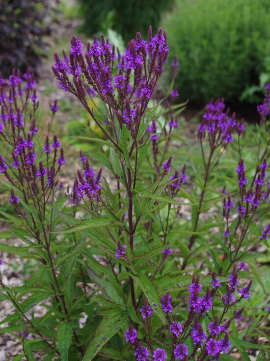 Blue Vervain (Verbena hastata) 20 seeds