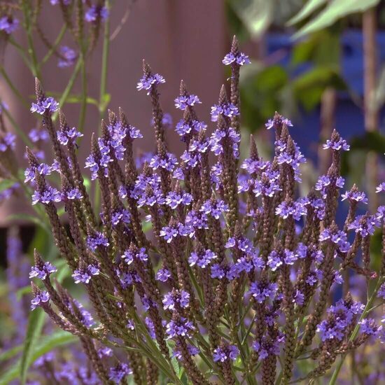 Blue Vervain (Verbena hastata) 20 seeds