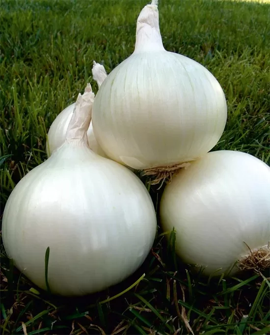 Onion 'White Utah Jumbo' (Allium Cepa) 0,5g