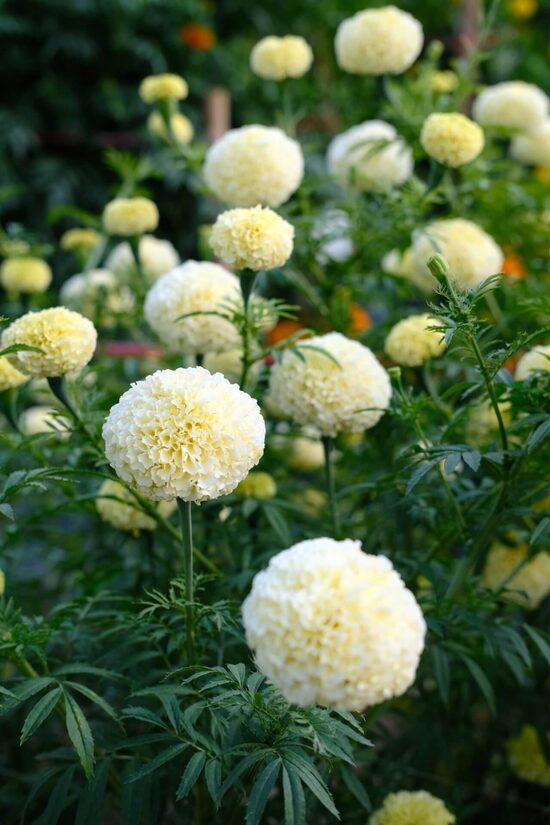 Augstā samtene 'White Swan' F1 (Tagetes erecta) 10 sēklas
