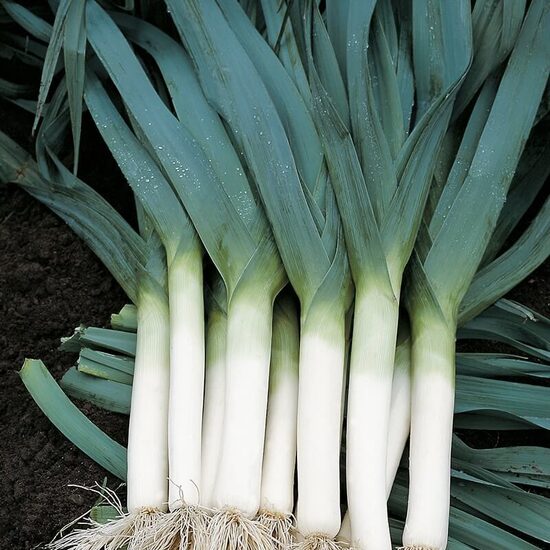 Leek ‘Winterreuzen 3’ (Allium porrum) 0,2g