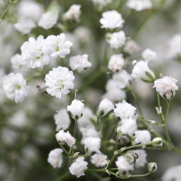 Skarainā ģipsene "Snowflake" (Gypsophila paniculata) 0,2g