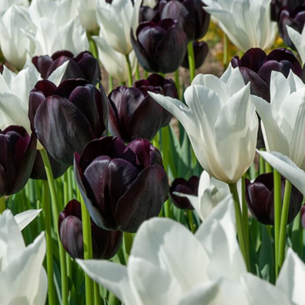 Tulpes mix "Black & White", sīpoli 100gb