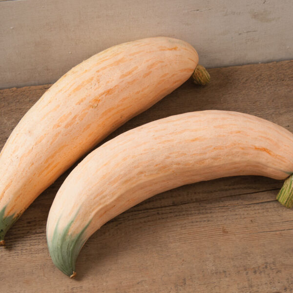 Squash "North Georgia Candy Roaster" (Cucurbita maxima), 5 seeds