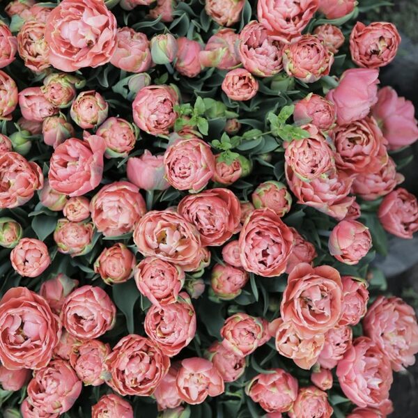 Tulip "Copper Image", 5 bulbs