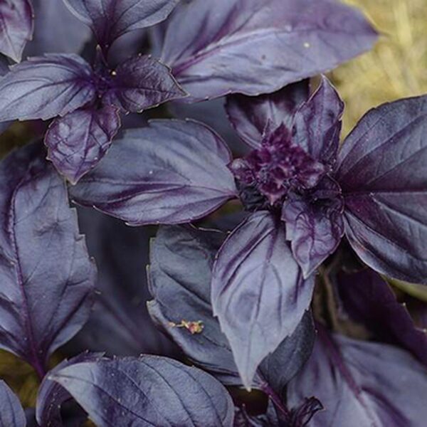 Baziliks "Red Rubin Improved" (Ocimum basilicum) 0,1g