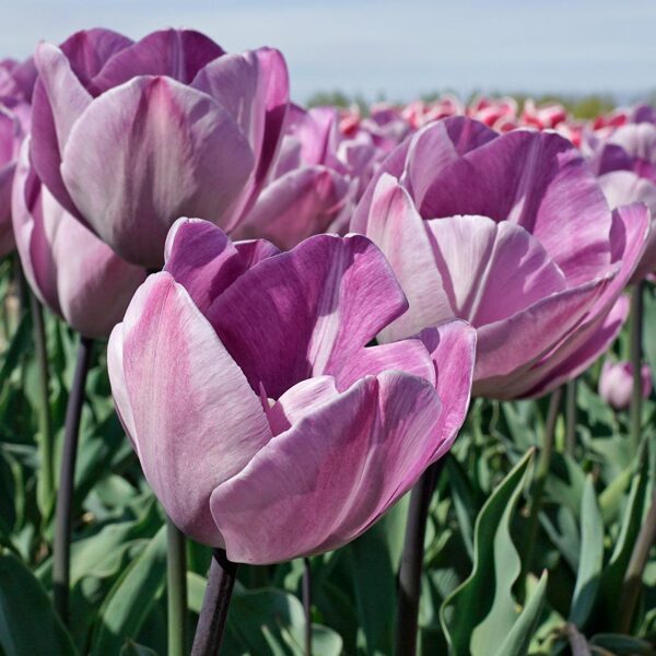 Tulpe "Jacuzzi", sīpoli 5gb