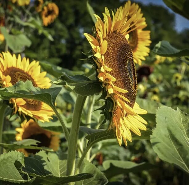 Saulespuķe "Taiyo", (Helianthus annuus), 2g