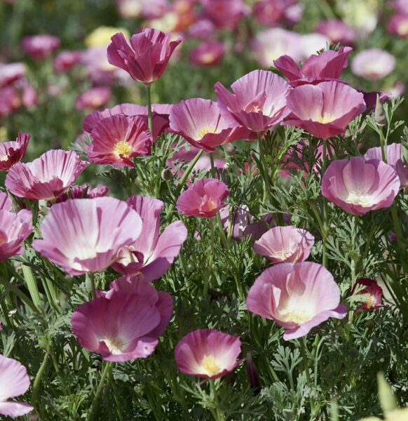 Ešolcija "Purple Gleam" (Eschscholzia californica) 0,1g
