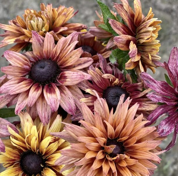 Pūkainā rudbekija 'Sahara' (Rudbeckia hirta), 10 sēklas