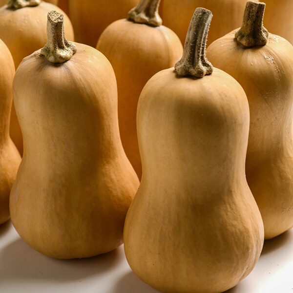 Muskata ķirbis 'Early nutter' F1 (Cucurbita moschata), 5 sēklas