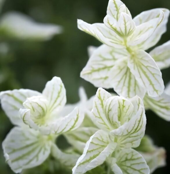 Raibziedu salvija "White Swan" (Salvia viridis) 0,2g