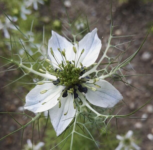 Black caraway (Nigella sativa) 0,5g
