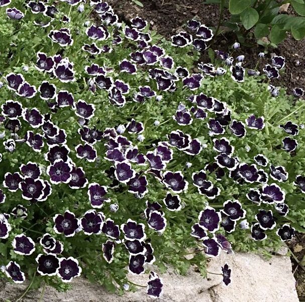 Nemofīla "Penny Black" (Nemophila menziesii var. Discoidalis) 0,2g