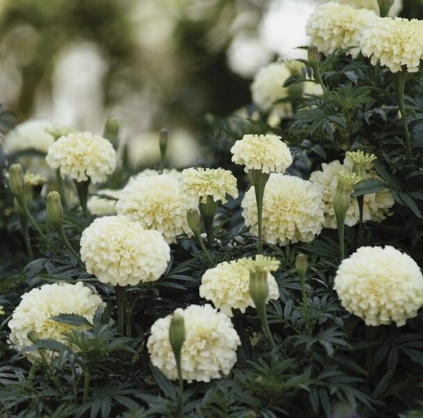 Augstā samtene "Sugar & Spice white" (Tagetes erecta)