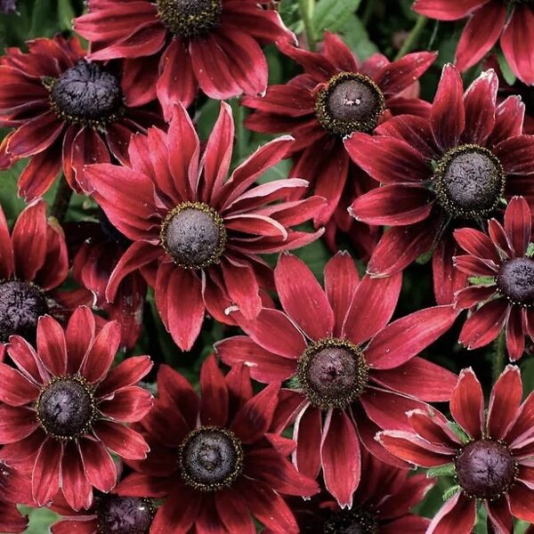 Pūkainā rudbekija "Cherry brandy" (Rudbeckia hirta), 10 sēklas