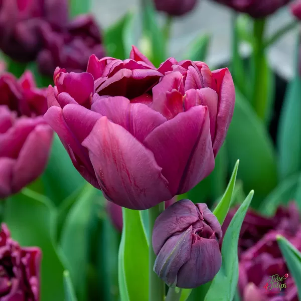 Tulpe 'Alison Bradley' 5 sīpoli 