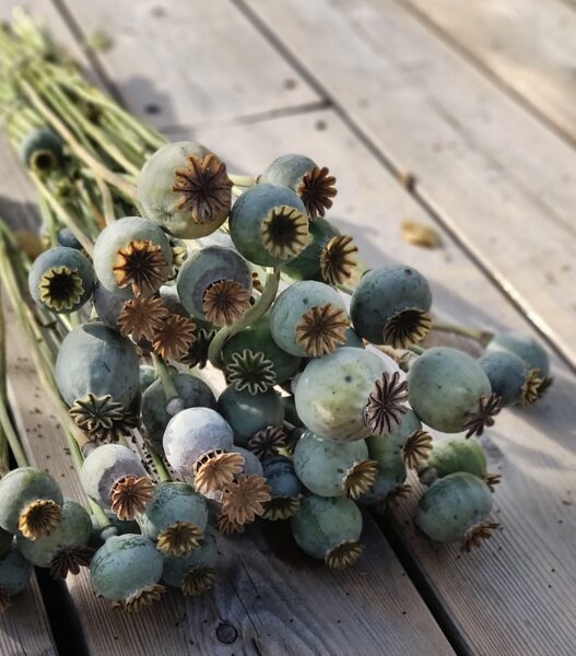 Miega magone "Bowling ball" (Papaver somniferum) 0,5g