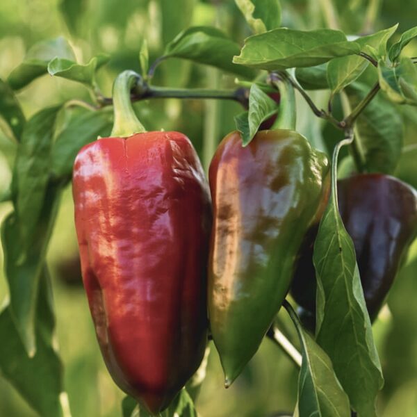 Sweet pepper 'Dulce de España' (Capsicum annuum) 10 seeds