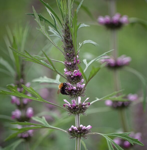Siberian motherwort (Leonurus sibiricus) 0,2g