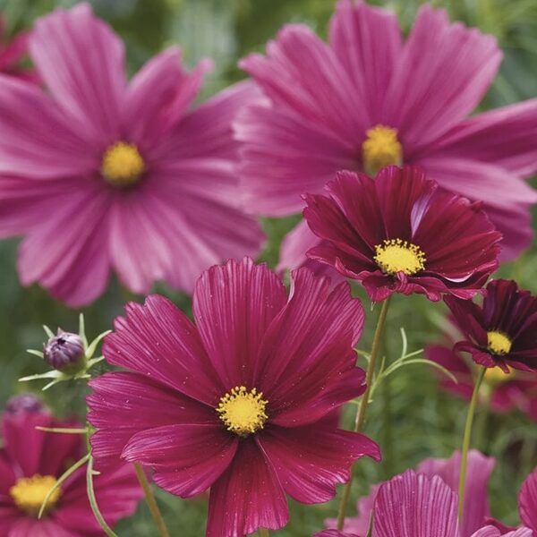 Divplūksnu kosmeja, "Fizzy purple" (Cosmos bipinnatus)