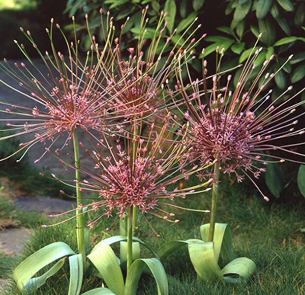 Dekoratīvais sīpols "Schubertii", sīpoli 5gb